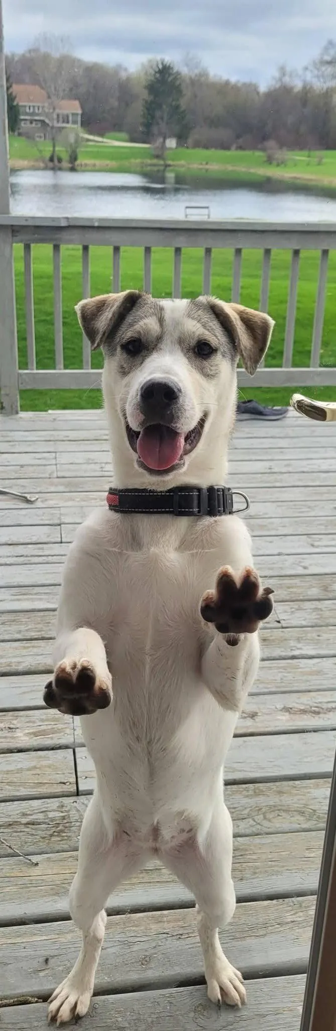 Tasha
