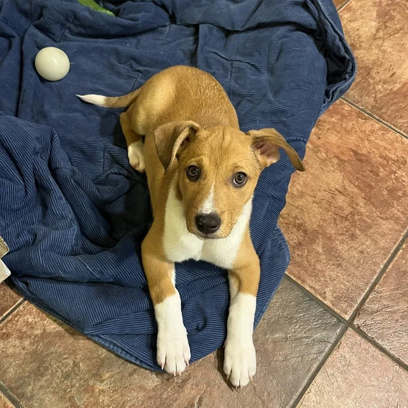 A baby medium-sized female Brown / Chocolate Mixed Breed dog named Alice for adoption in Winston Salem, NC