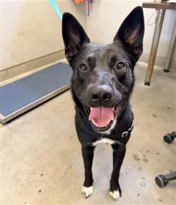 A young medium-sized female German Shepherd Dog dog named Ruby for adoption in Camarillo, CA