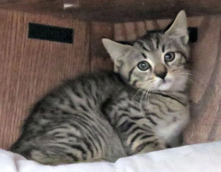 A baby medium-sized male Tabby (Brown / Chocolate) Domestic Short Hair cat named Peddlar for adoption in Lexington, VA