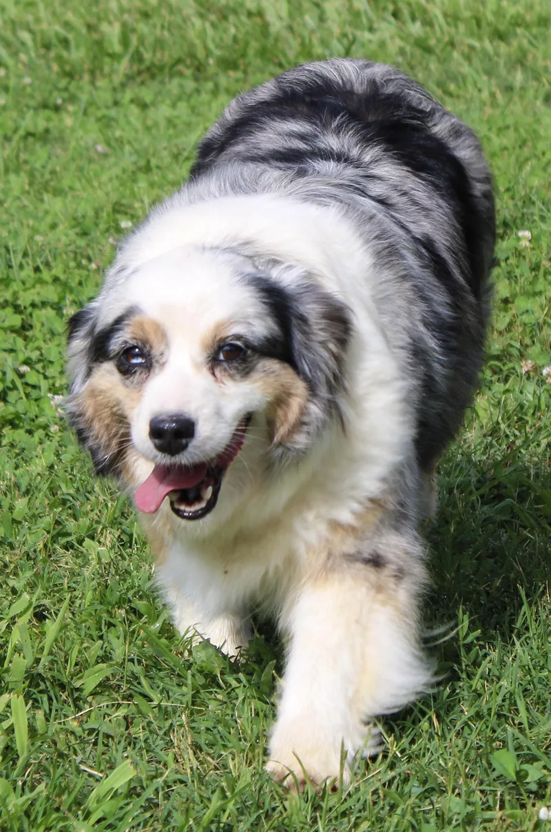 An adult small-sized female Merle (Blue) Australian Shepherd dog named Fluffy for adoption in Neosho, MO