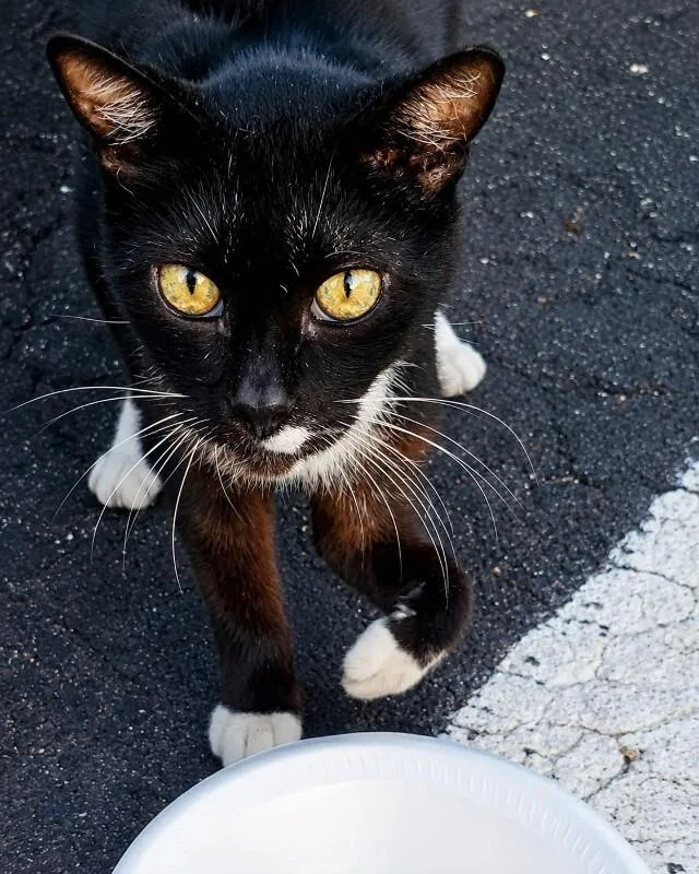 An adult medium-sized male Domestic Short Hair cat named Tim for adoption in Miami, FL