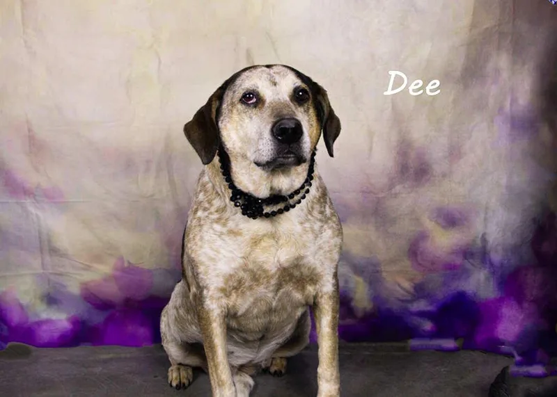 An adult medium-sized female Brown / Chocolate Labrador Retriever dog named Dee for adoption in York, NE