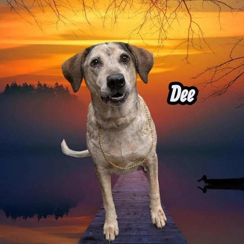 Dee thumbnail 2