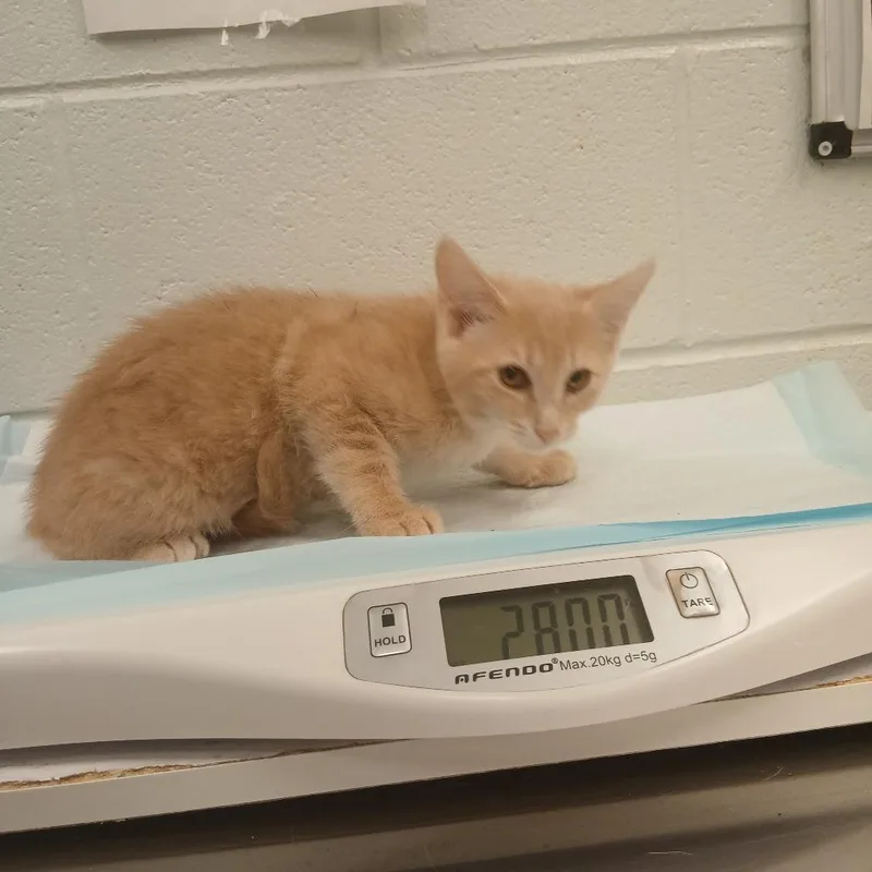 A baby small-sized female Orange / Red Domestic Short Hair cat named Winifred for adoption in Chattanooga, TN