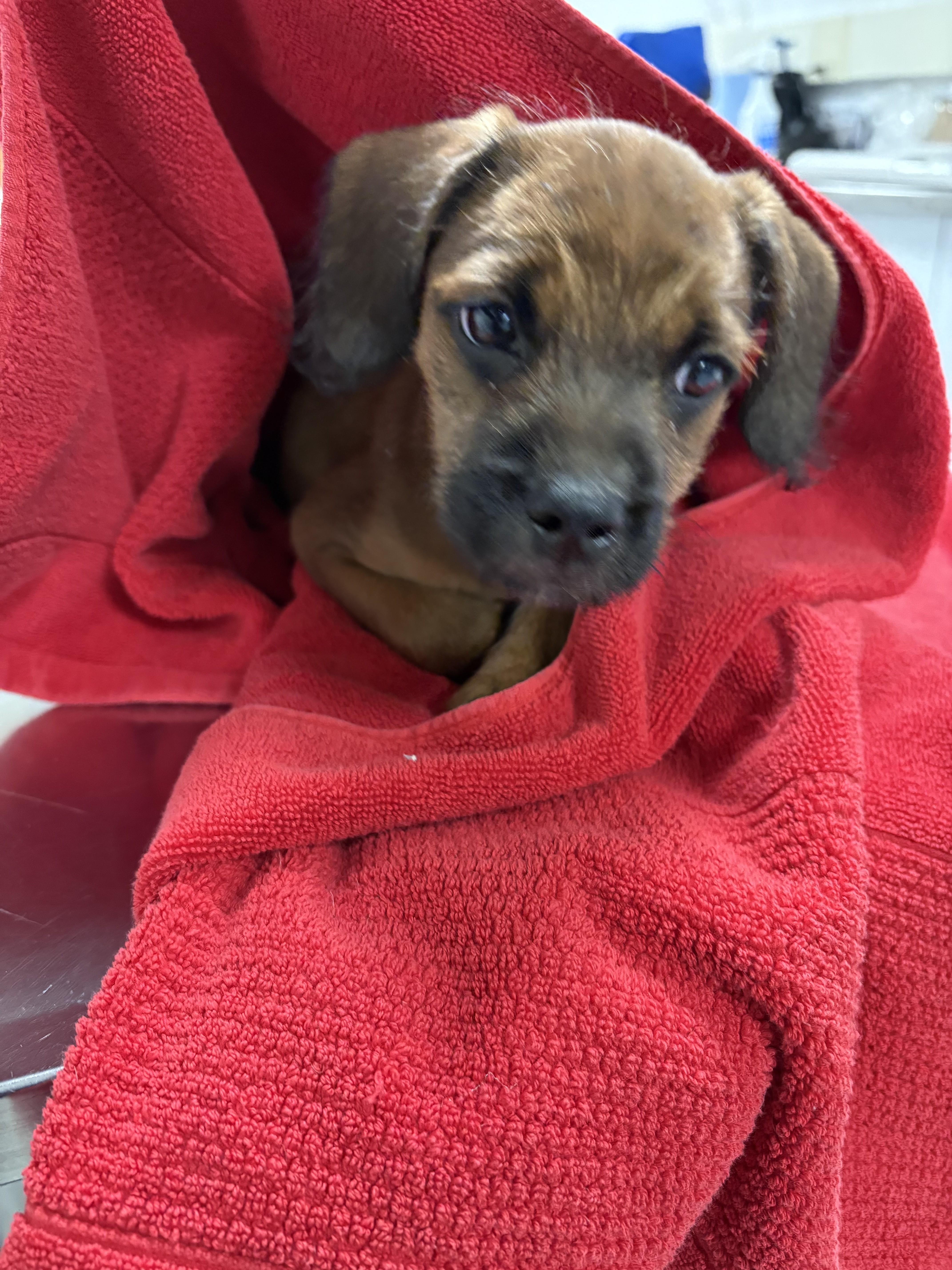 A baby small-sized female Pug dog named Mindy for adoption in Chatsworth, CA