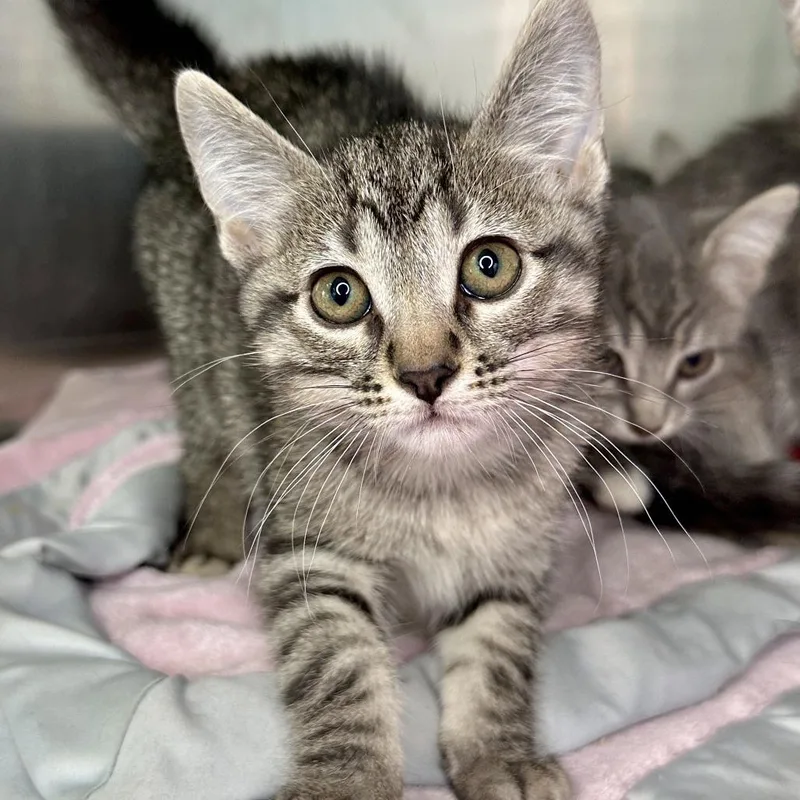 A baby small-sized male Gray / Blue / Silver Domestic Short Hair cat named Chess for adoption in Matteson, IL