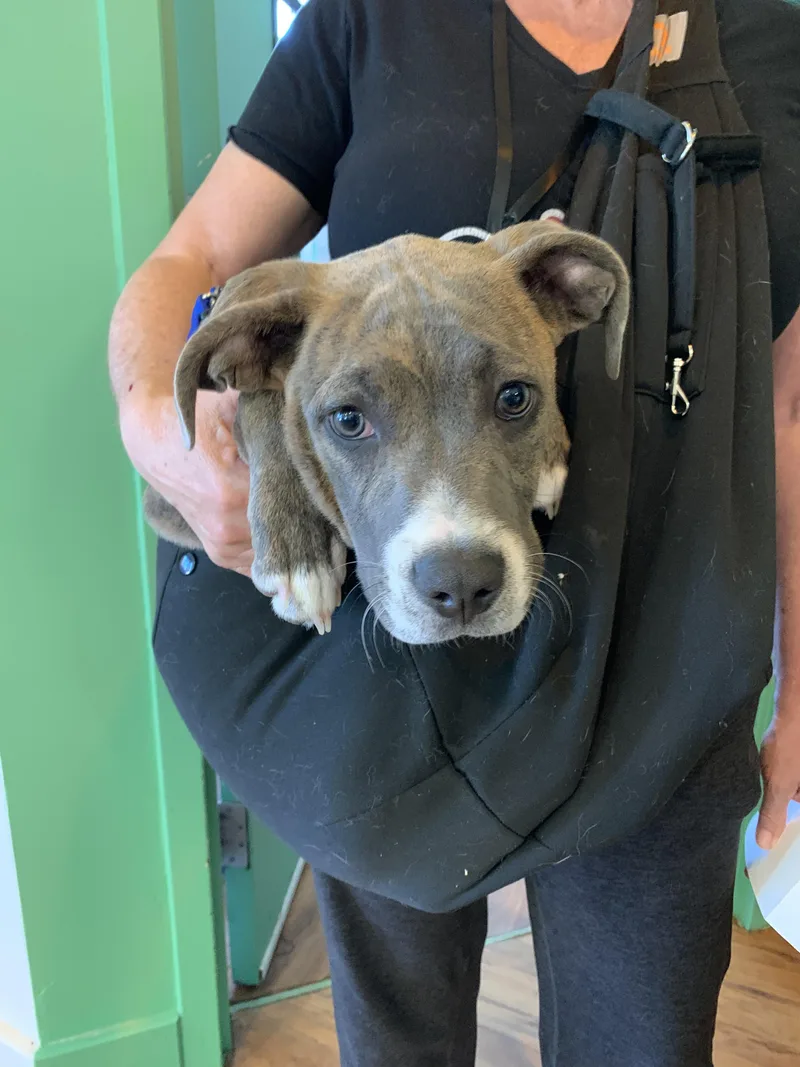 A baby medium-sized male Brindle American Staffordshire Terrier dog named Yoda for adoption in Grass Valley, CA