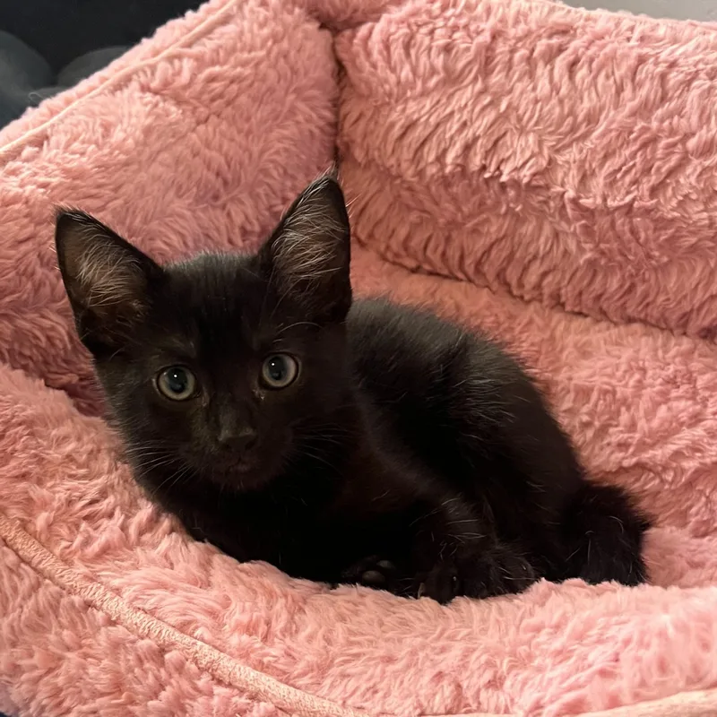 A baby small-sized male Black Domestic Short Hair cat named Gilbert for adoption in Santa Ana, CA