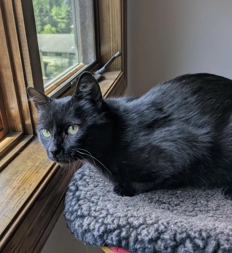 An adult medium-sized male Black Domestic Short Hair cat named Mystery for adoption in Port Washington, WI