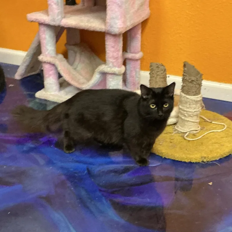 A young medium-sized female Black Domestic Short Hair cat named Penelope for adoption in Midland, TX