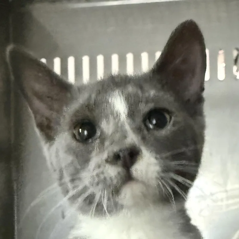 A young medium-sized male Gray & White Domestic Short Hair cat named Badger for adoption in Gresham, WI