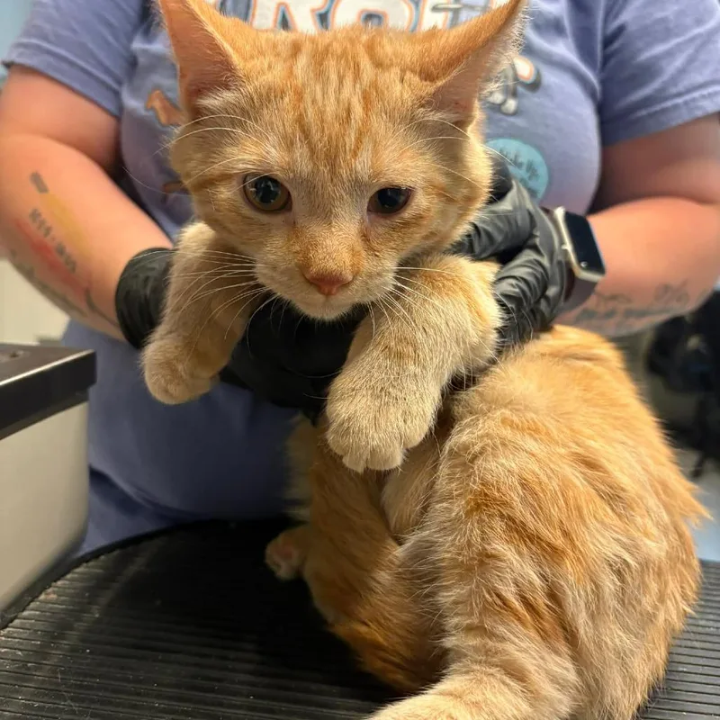 A baby medium-sized male Orange / Red Domestic Short Hair cat named Popeye for adoption in Huntington, WV