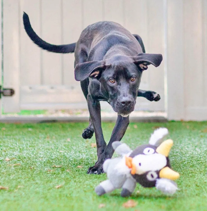 A young medium-sized male Labrador Retriever dog named Cassius for adoption in Bloomfield, CT