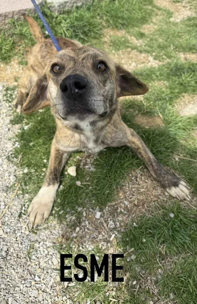 An adult medium-sized male Mixed Breed dog named Esmen for adoption in Evansville, IN
