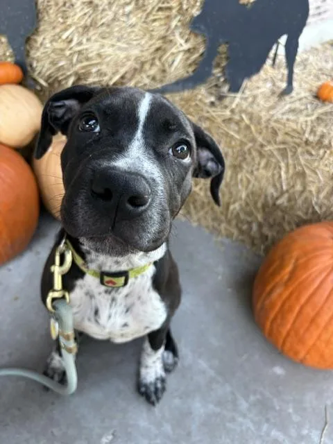 A baby large-sized male Black Pit Bull Terrier dog named Skittles for adoption in Lexington, MO