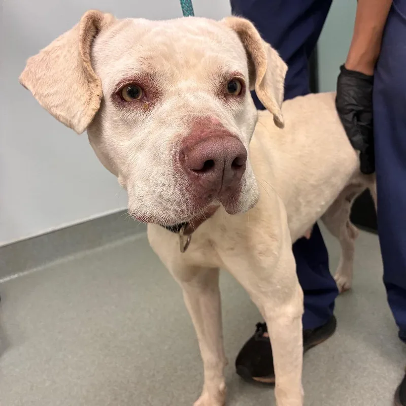 An adult medium-sized female Yellow / Tan / Blond / Fawn Terrier dog named Gigi for adoption in Abilene, TX