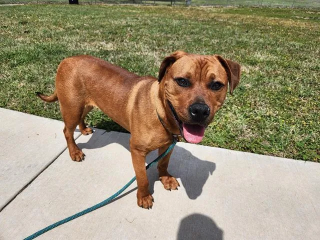 A young medium-sized female Mixed Breed dog named Quinn for adoption in Charlotte, NC
