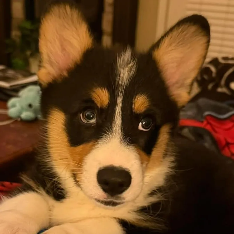 Murphy