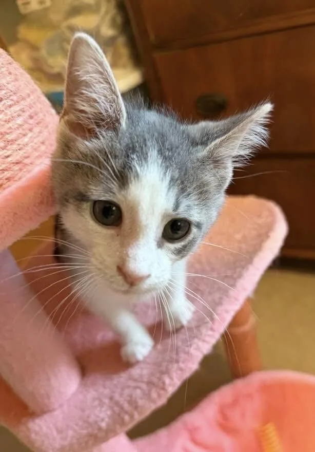 A baby small-sized male Gray & White Domestic Short Hair cat named Squeak for adoption in Elyria, OH