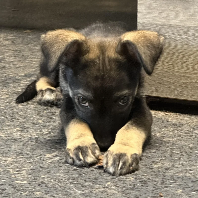 A baby medium-sized female Sable Husky dog named Molly for adoption in Baytown, TX