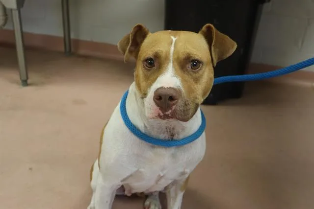 An adult large-sized female Mixed Breed dog named Ruthie for adoption in Columbia, SC