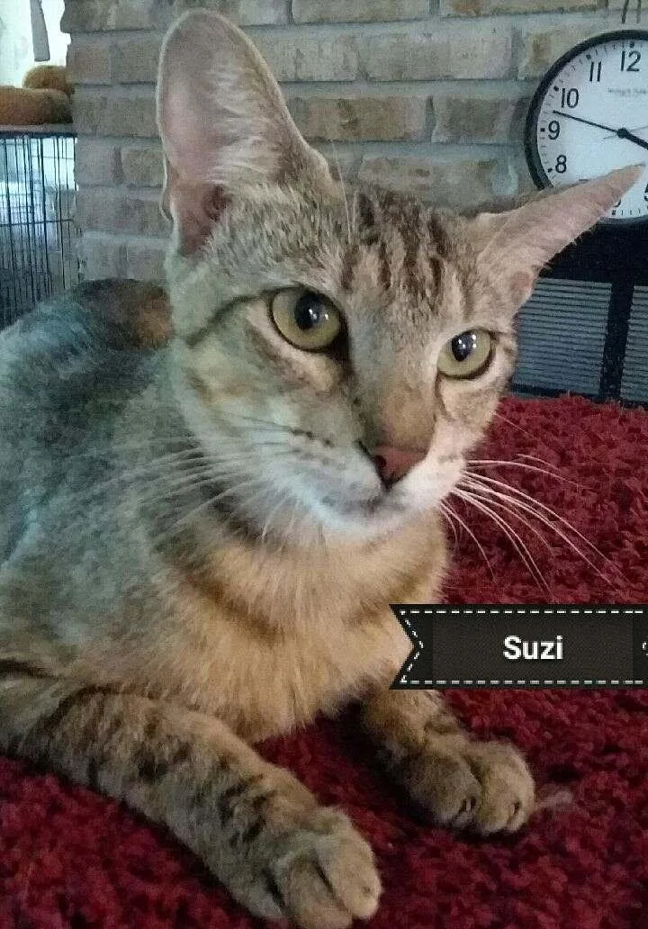 A young medium-sized female Tabby (Buff / Tan / Fawn) Tabby cat named Suzi for adoption in Shrewsbury, MA