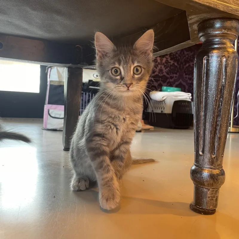 A baby small-sized female Gray / Blue / Silver Domestic Long Hair cat named Galadriel for adoption in Austin, TX