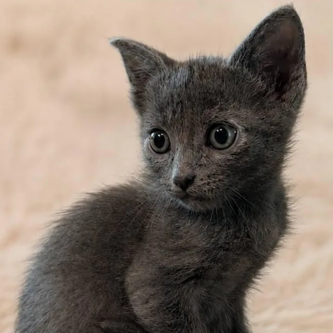 A baby small-sized male Russian Blue cat named Jack for adoption in Mabank, TX