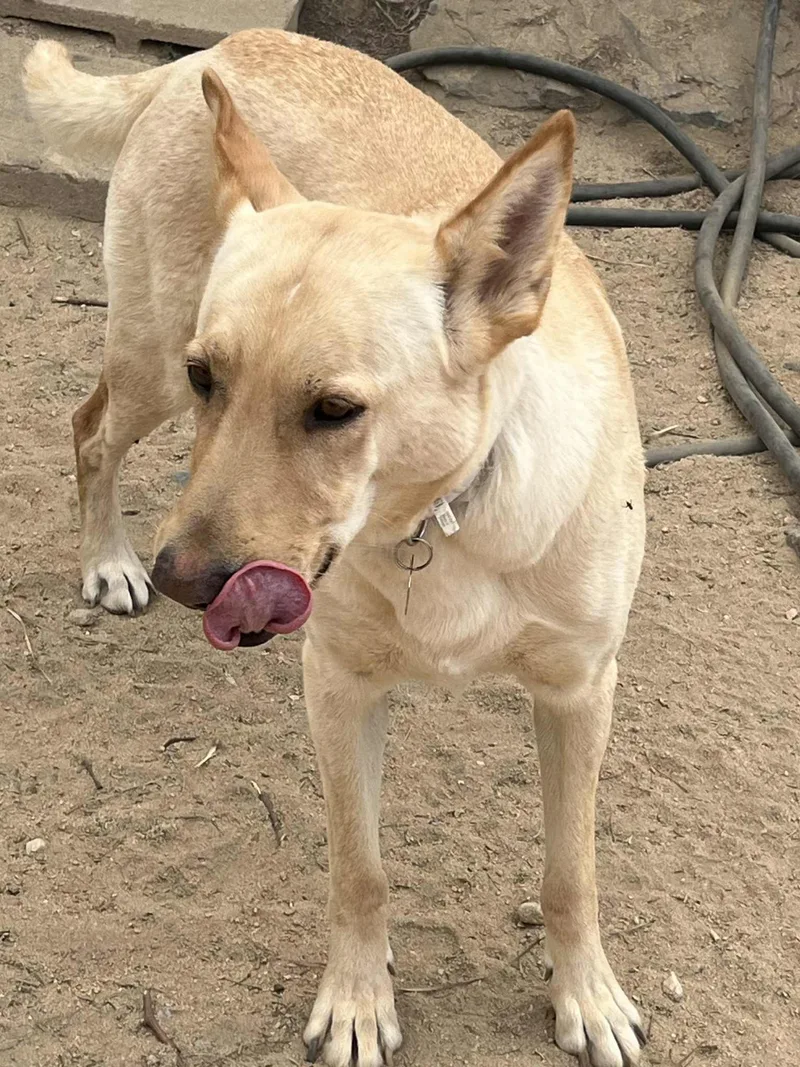 An adult large-sized female Apricot / Beige White German Shepherd dog named Marley for adoption in Palm Desert, CA