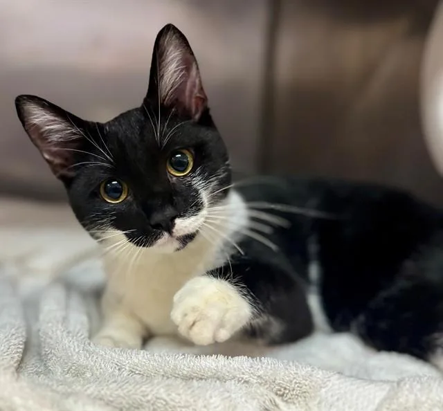 A baby small-sized male Domestic Short Hair cat named Hemy for adoption in York, SC
