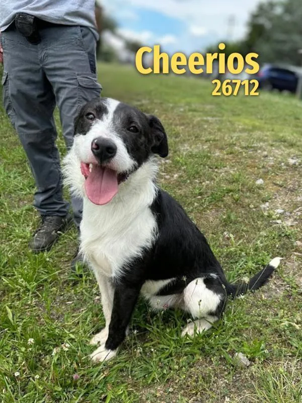 Cheerios