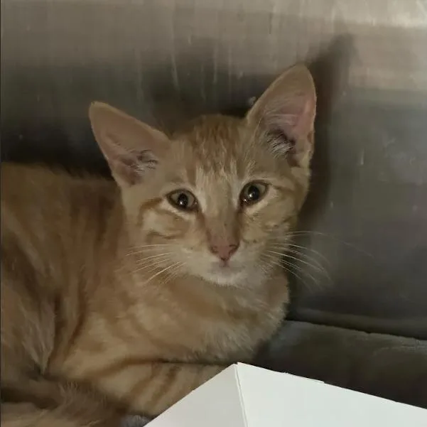 A baby small-sized male Orange / Red Domestic Short Hair cat named Moo Cow for adoption in Austin, TX