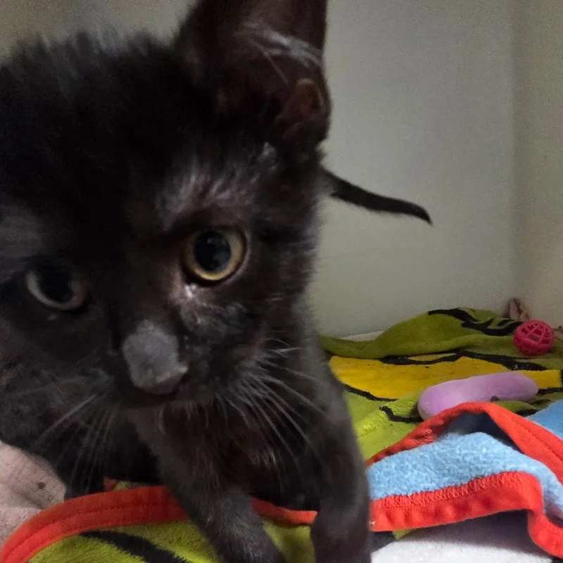 A baby small-sized female Black Domestic Short Hair cat named Camryn for adoption in Spencer, IA