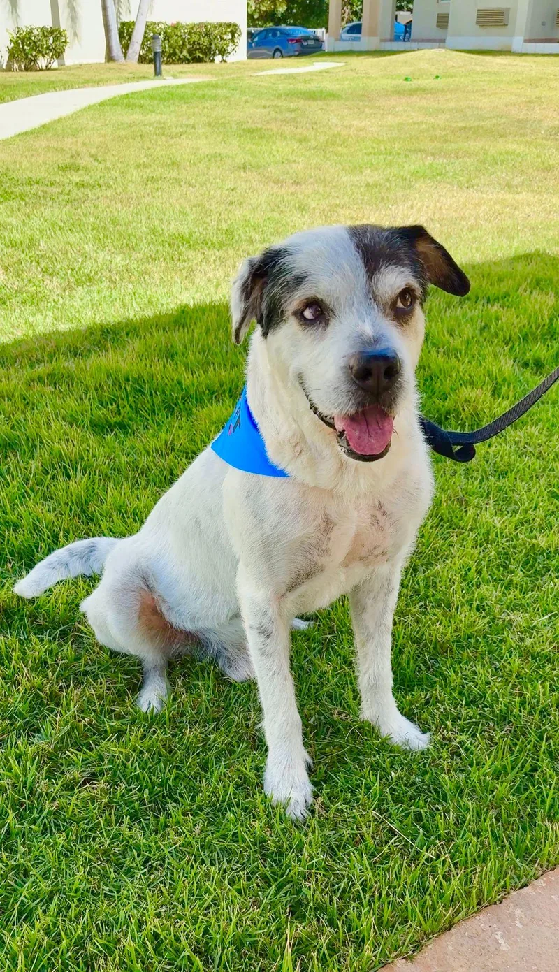 A young medium-sized male Australian Cattle Dog / Blue Heeler dog named Milo for adoption in ISABELA, PR