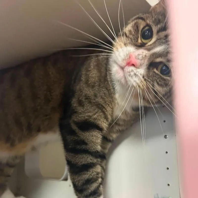 An adult small-sized male Brown / Chocolate Domestic Short Hair cat named Lance for adoption in Long Island City, NY