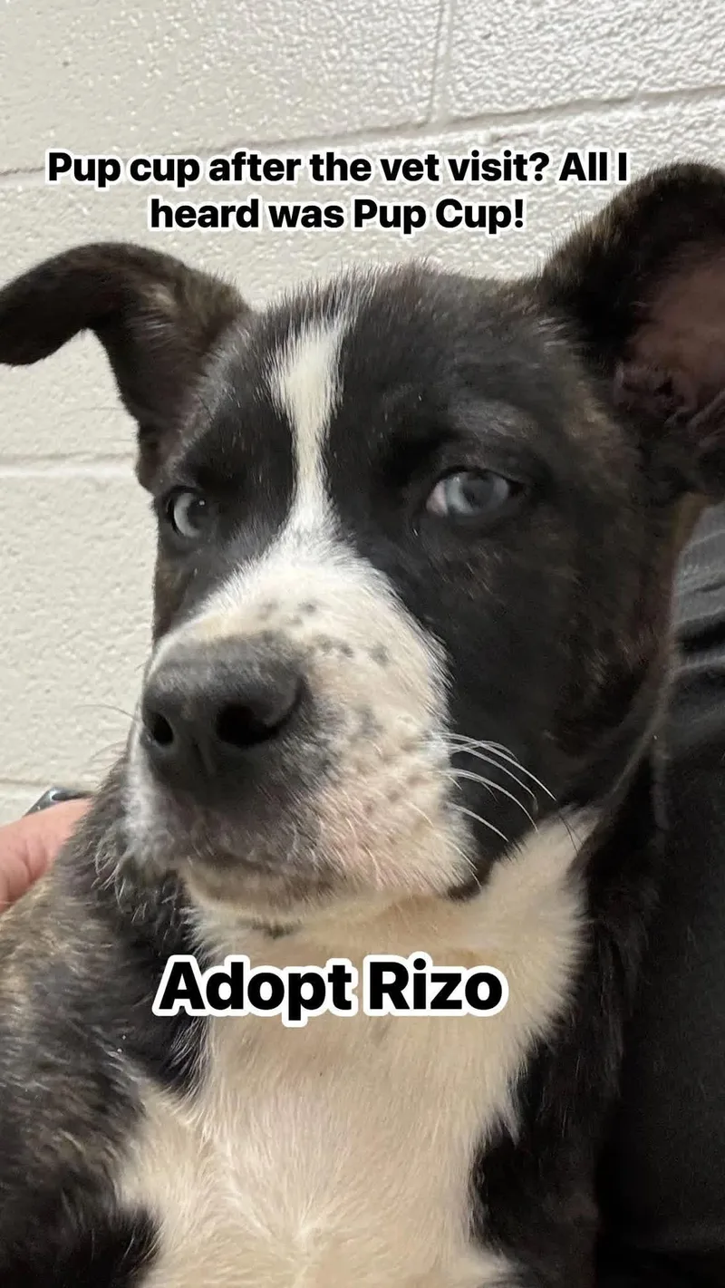 Rico