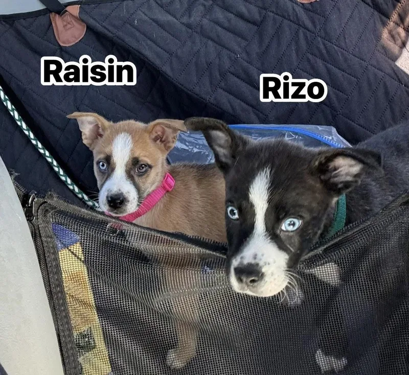 Rico thumbnail 2