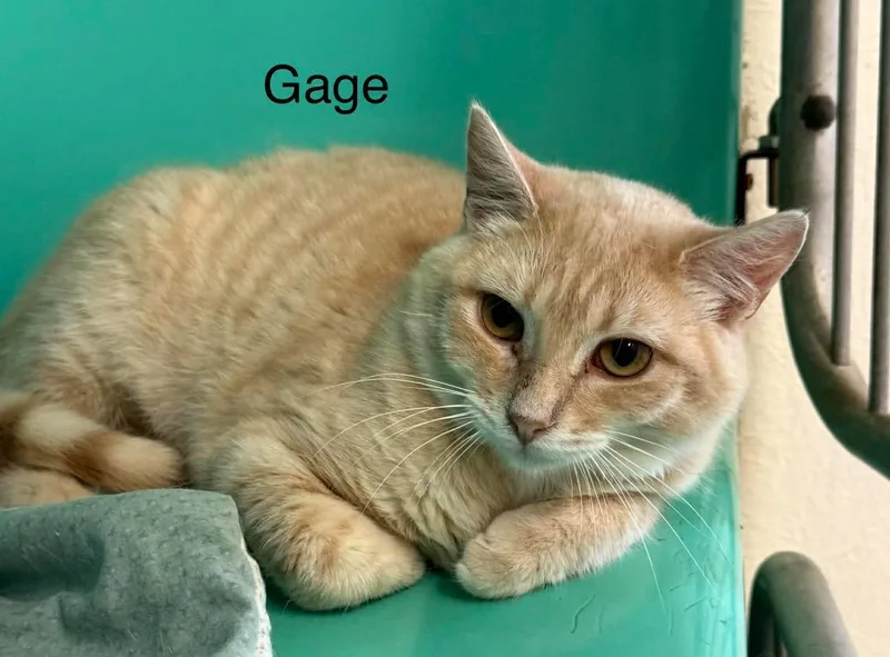 A young medium-sized male Domestic Short Hair cat named Gage for adoption in Plattsburgh, NY