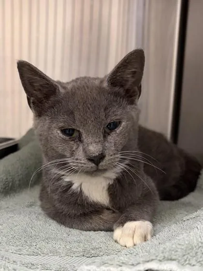 A baby small-sized male Gray / Blue / Silver Domestic Short Hair cat named Briar for adoption in Bishop, GA