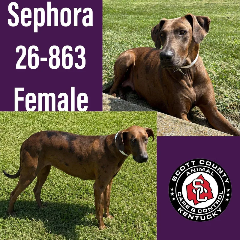 Sephora