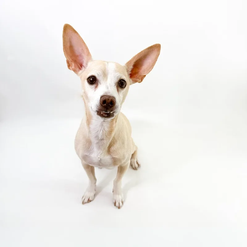 An adult small-sized male Apricot / Beige Chihuahua dog named Peter for adoption in Scottsdale, AZ
