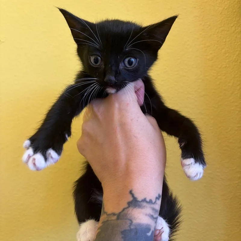 A baby small-sized female Black Domestic Short Hair cat named Rory for adoption in Webster, TX