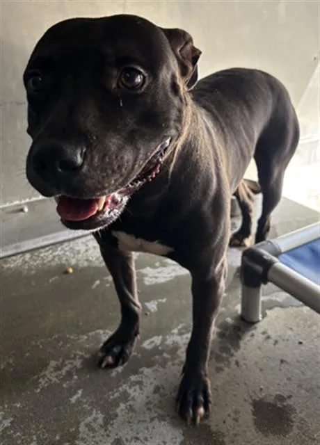 An adult medium-sized male Pit Bull Terrier dog named A for adoption in Camarillo, CA