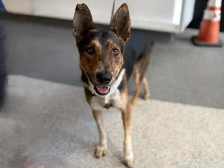 A young medium-sized male German Shepherd Dog dog named Spawn for adoption in Los Angeles, CA