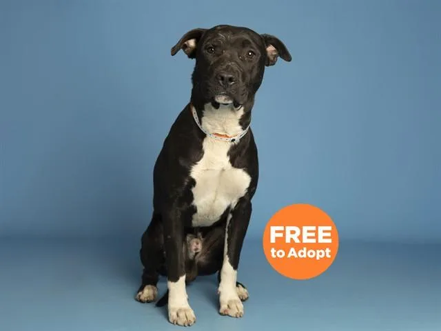 A young medium-sized male Pit Bull Terrier dog named Mac for adoption in Phoenix, AZ