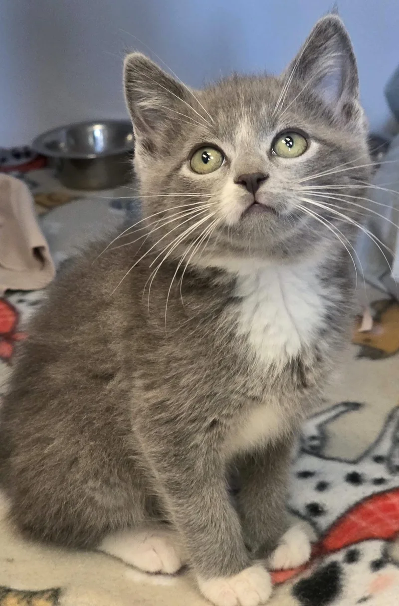 A young medium-sized male Gray & White Domestic Short Hair cat named Gambit for adoption in Washburn, WI