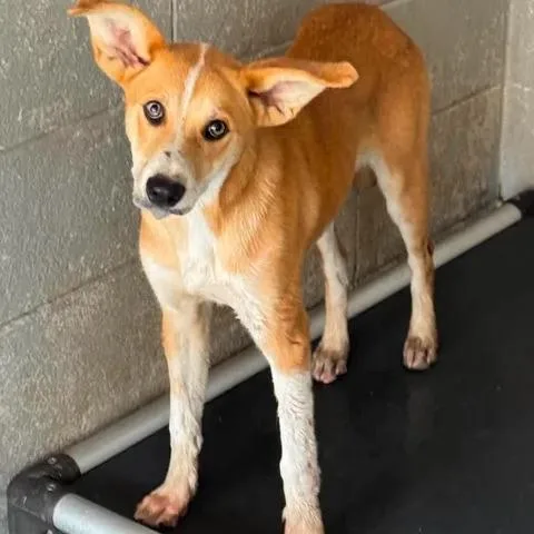 A young medium-sized female Yellow / Tan / Blond / Fawn German Shepherd Dog dog named Miami Beach for adoption in Beaumont, TX