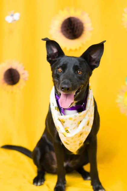 An adult medium-sized male Mixed Breed dog named Deli for adoption in Seattle, WA