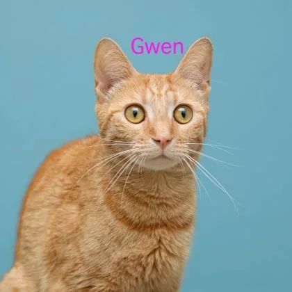 An adult medium-sized female Domestic Short Hair cat named Gwen for adoption in Parma, OH